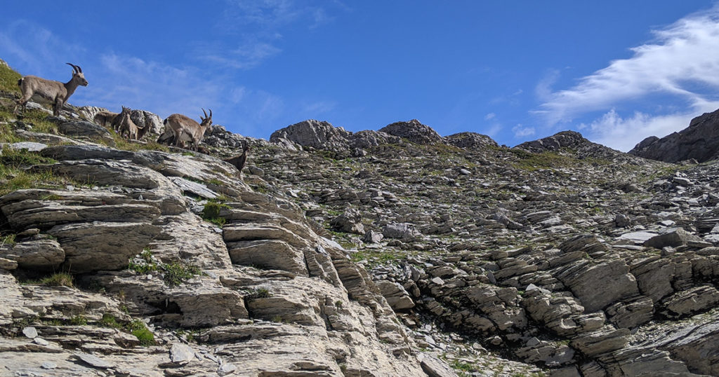 Les chamois du désert de Platé