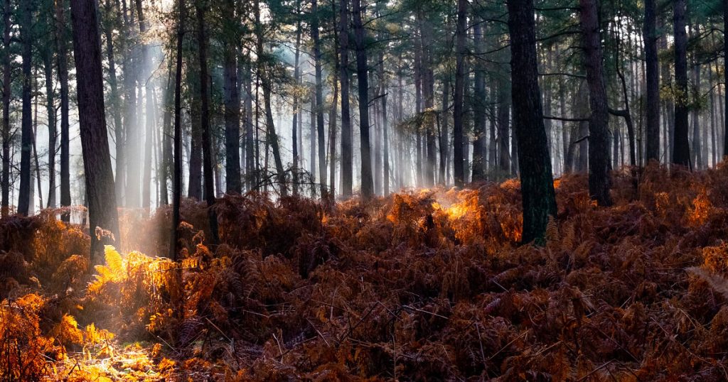 Le GR 211, De Caudebec à Veulettes-sur-Mer (Seine-Maritime)