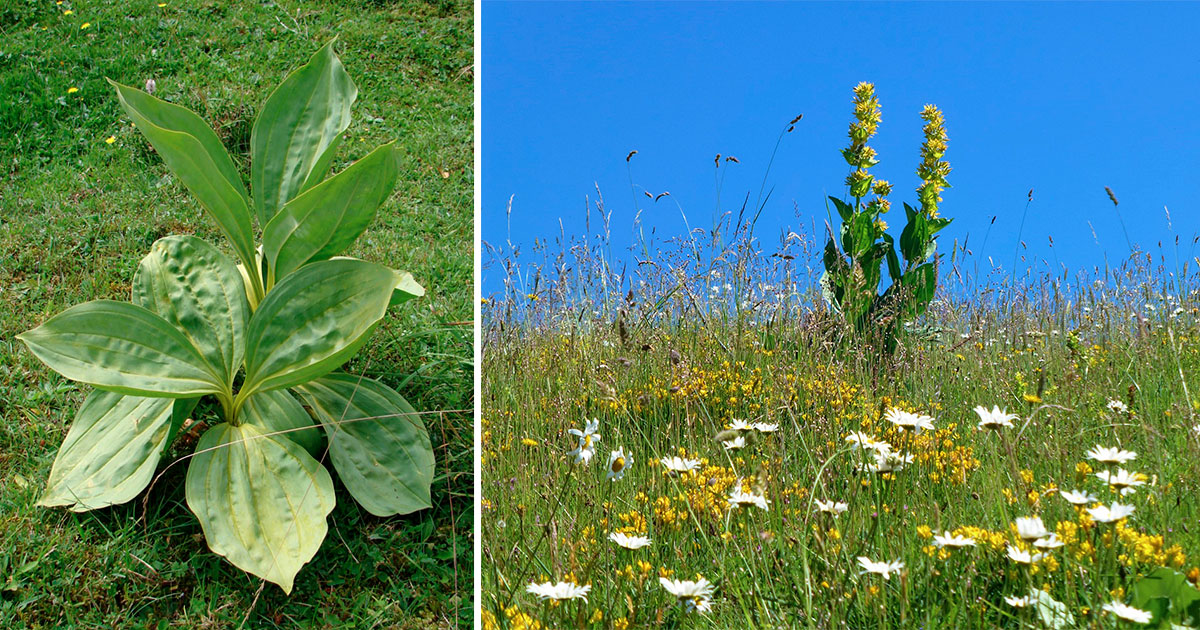 Feuille de la gentiane jaune