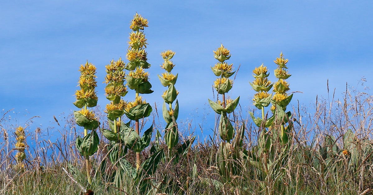 Comment faire la différence entre la gentiane et un vératre ? Bien les identifier !
