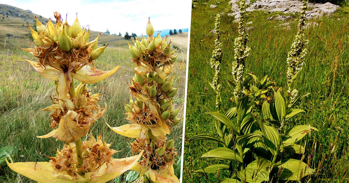 Gentiane ou veratre blanc, les reconnaitre