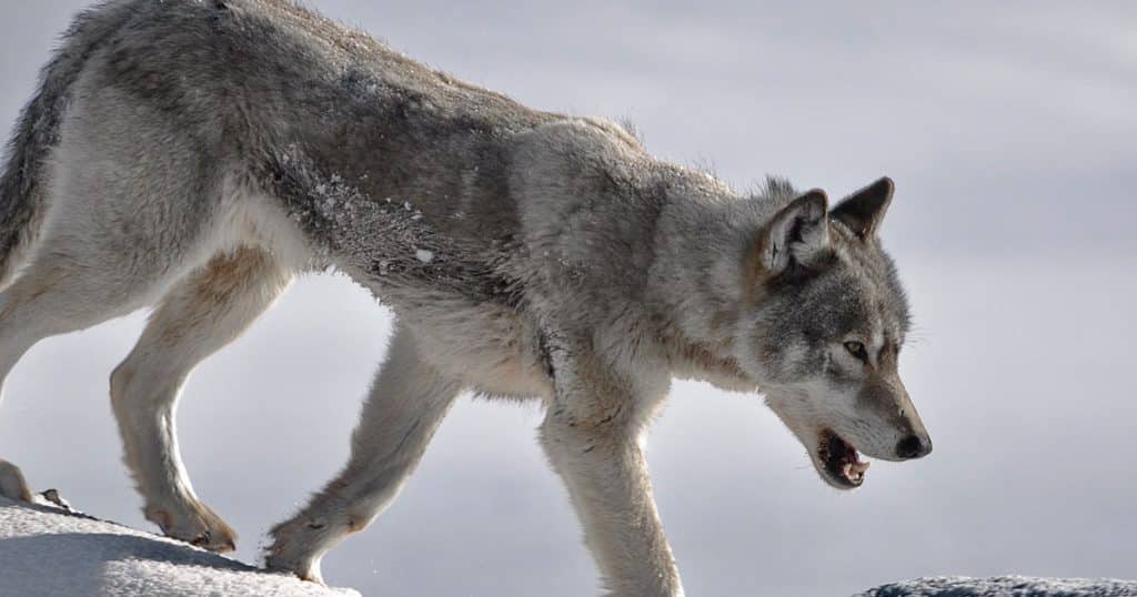 loup dans les montagnes et sur le territoire français