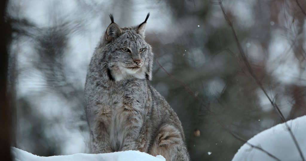 Lynx boréal dans les Alpes du nord, Vosges et Jura