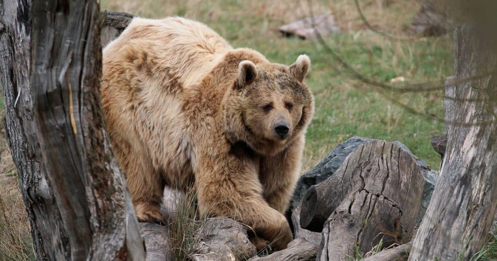 Ours brun dans les montagnes françaises