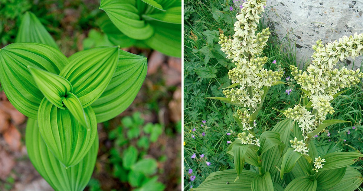 vératre blanc avec ses feuilles
