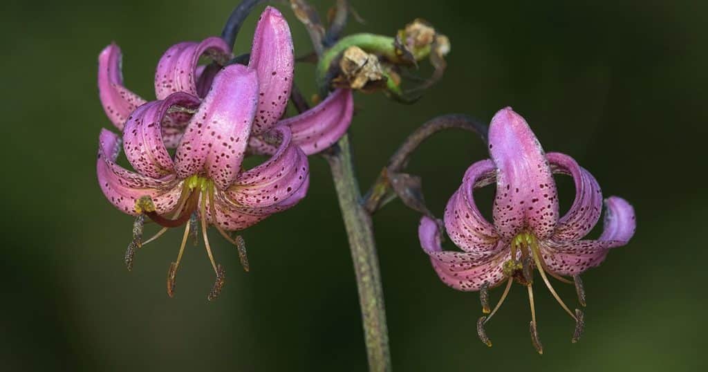 lys martagnon des montagnes