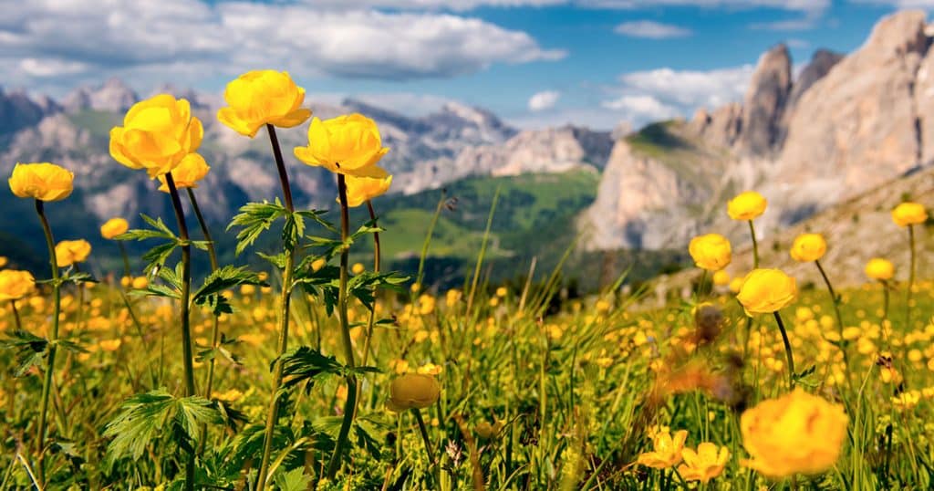 Renoncule, petite fleur de montagne