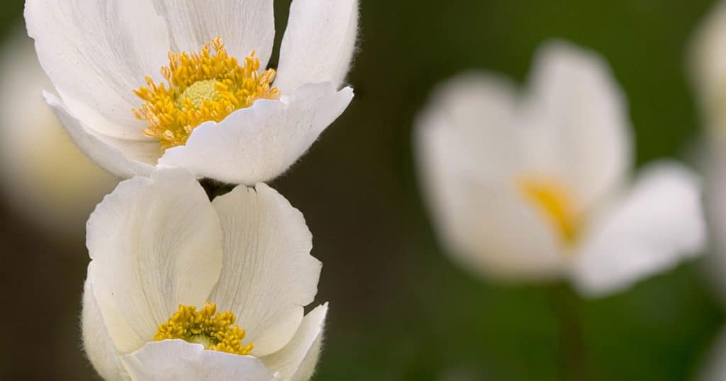 anémone fleur de montagne