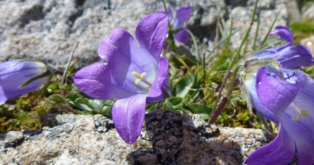 Campanule, petite fleur violette de montagne
