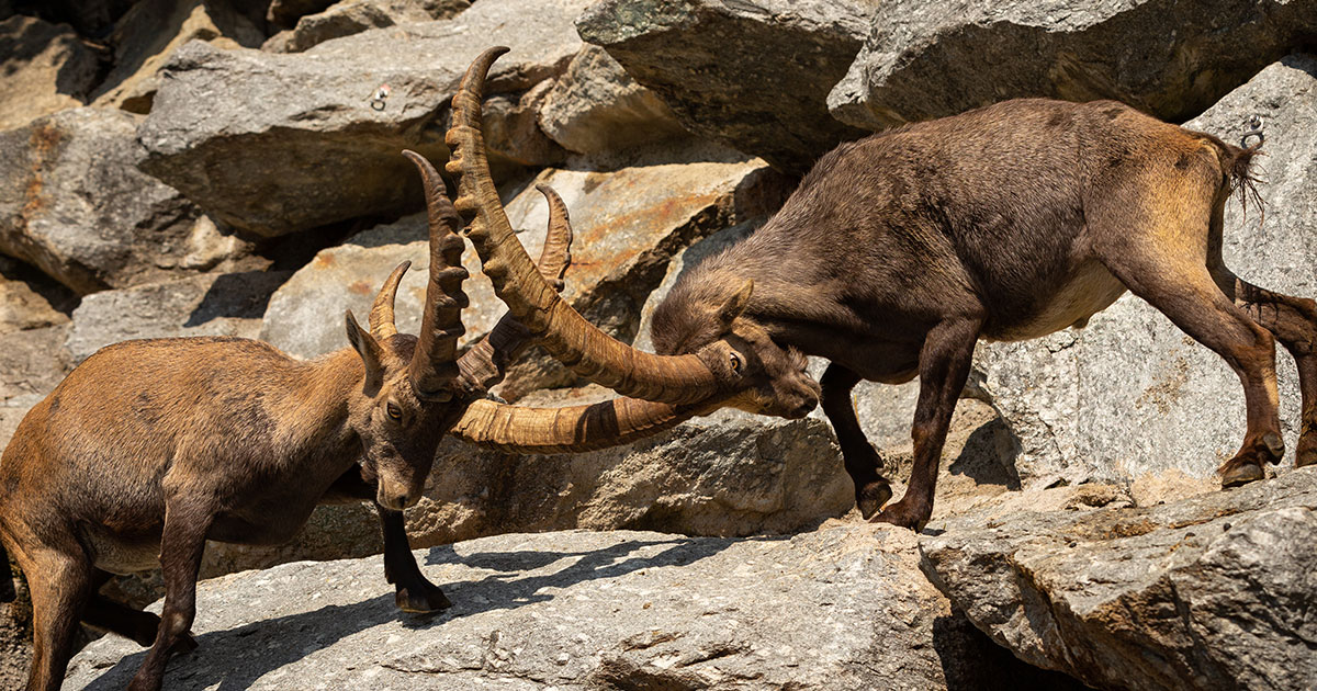 Comment faire la différence entre un bouquetin et un mouflon