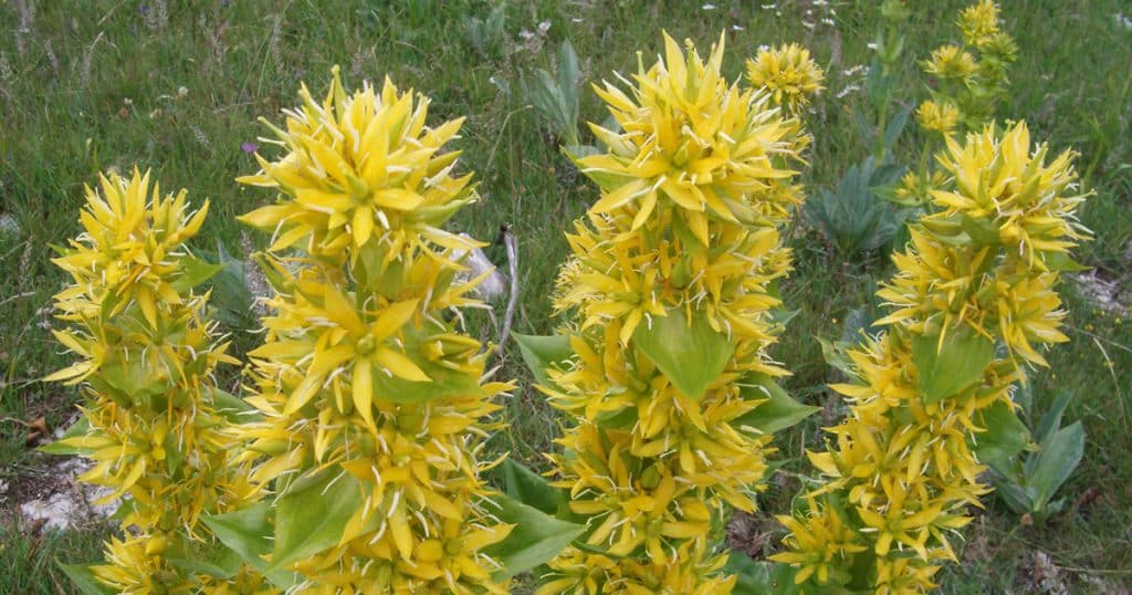 gentiane à fleurs jaunes, typique fleur de montagne