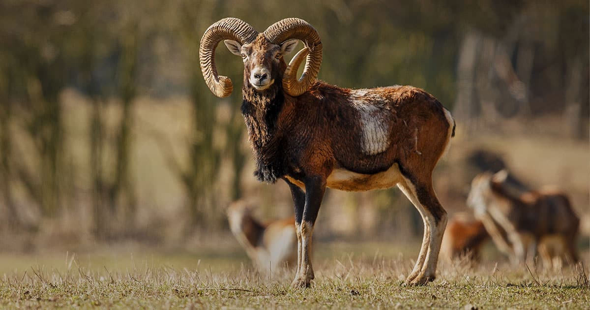 mouflon dans la montagne