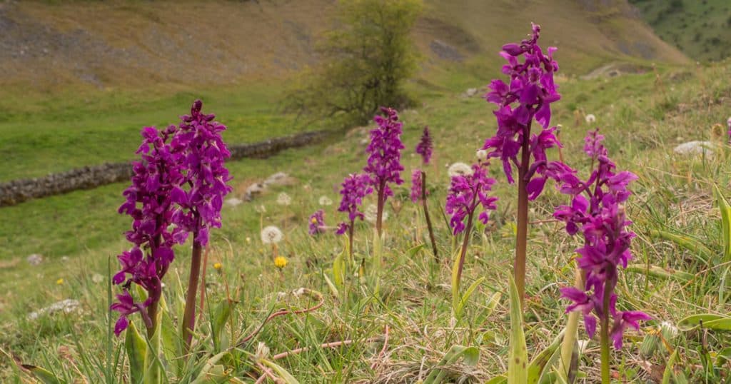 Un goupe d'orchis dans les alpes