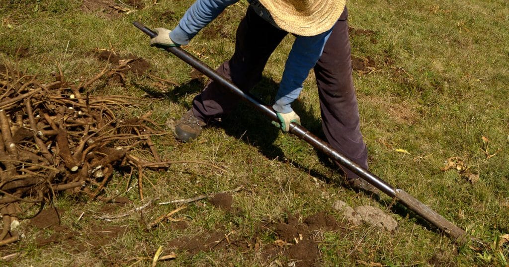 Il arrache les racines de gentiane pour en faire de l'alcool